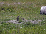 Prairie Dogs