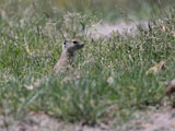Prairie Dog