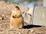 Prairie Dog