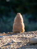 Prairie Dog