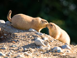 Prairie Dogs