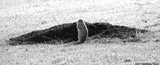 Prairie Dog
