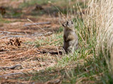 Prairie Dog