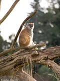 Patas Monkey