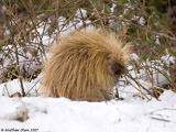 Porcupine