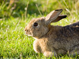 Rabbit
