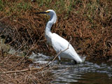 Snowy Egret