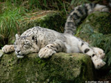 Snow Leopard