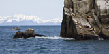 Stellar Sealions