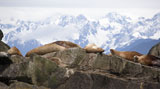 Stellar Sealions