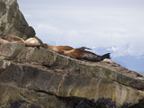 Stellar Sealions