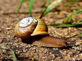 Snail