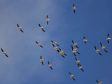 White Pelicans