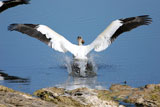 White Pelicans