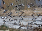 American Widgeons